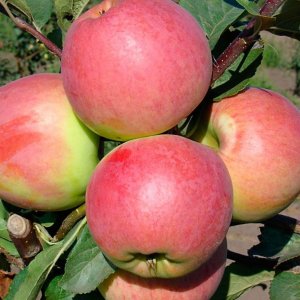  Родники