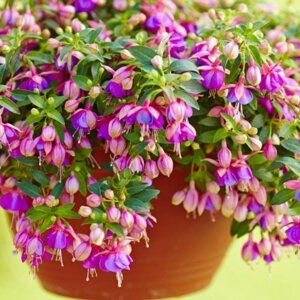 Фуксия Leonita Double Rose-Blue Родники  Родники