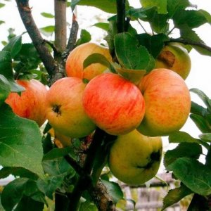 Яблоня Коричное Новое ЗКС Родники  Родники