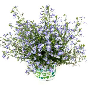 Лобелия Rift Blue Родники  Родники