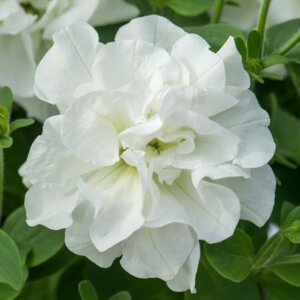 Петуния Tumbelina Diana Родники  Родники