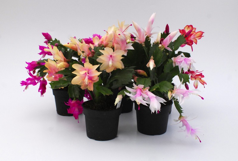 Шлюмбергера