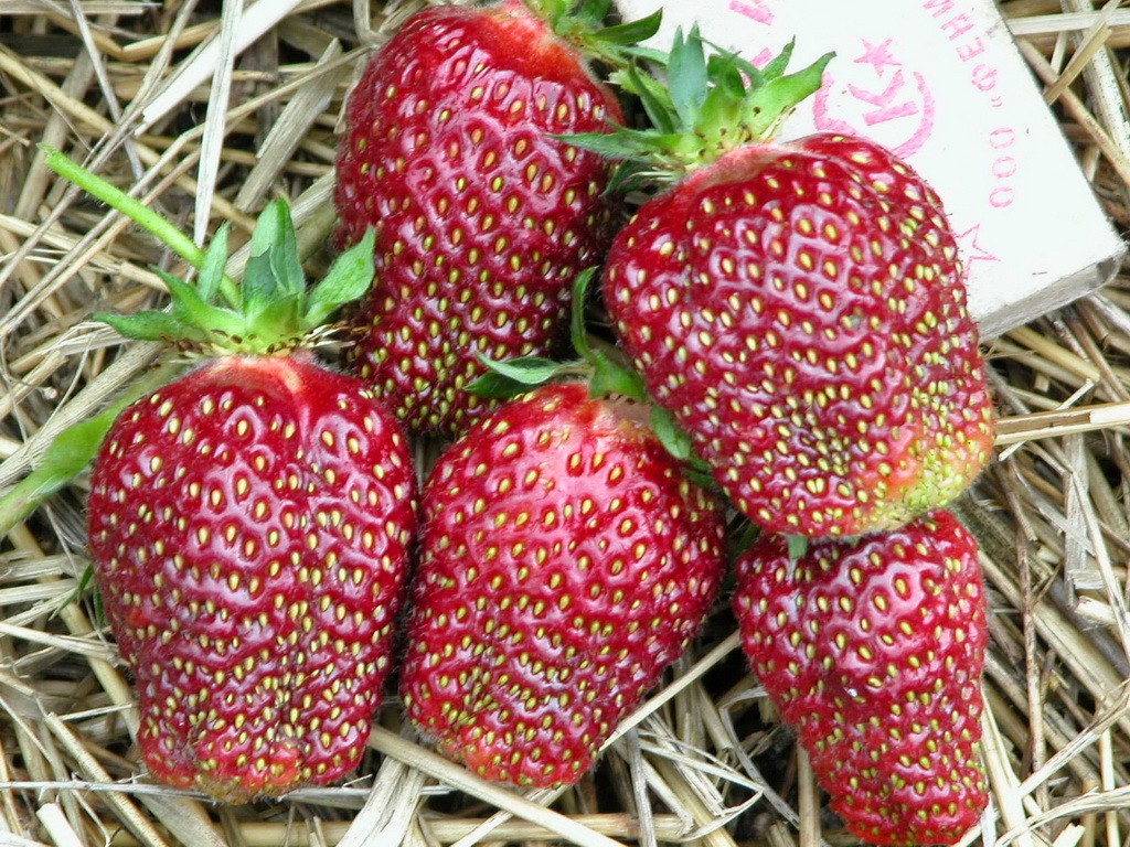 Клубника (Земляника зеленая)