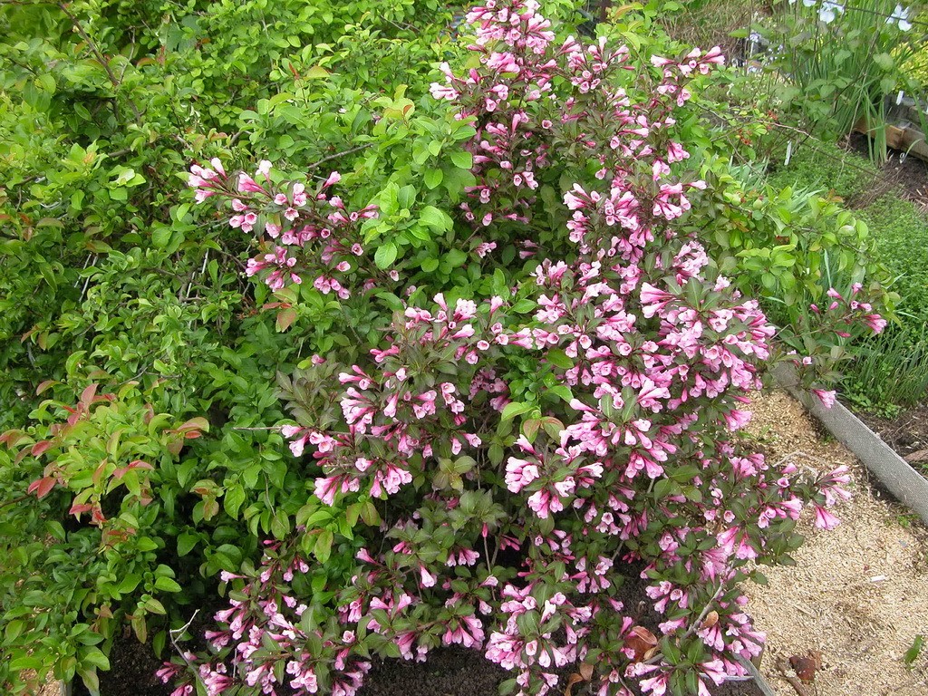 Вейгела цветущая пурпуреа фото