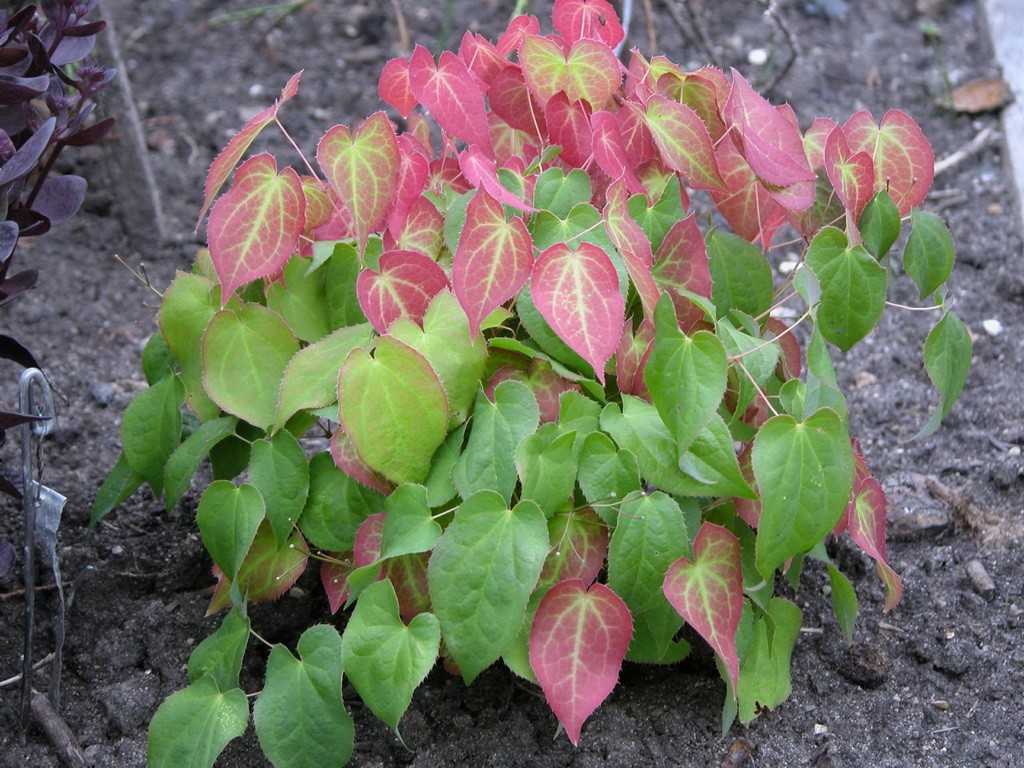 Epimedium para que sirve