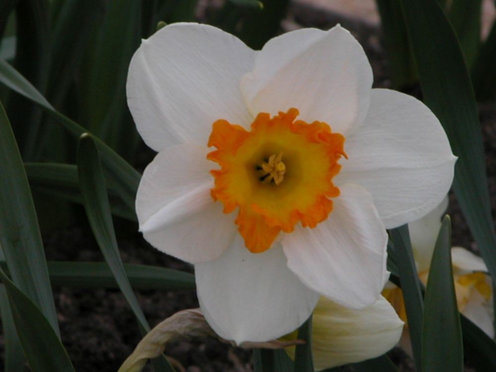 Нарцисс саунд фото и описание