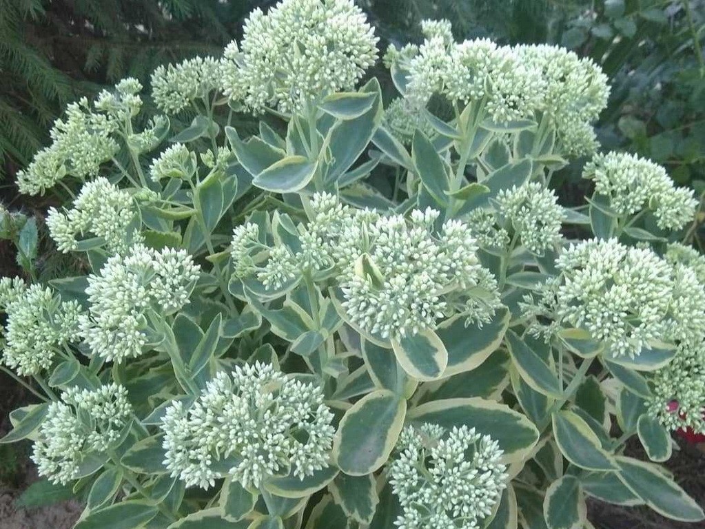 Другие многолетние травянистые растения