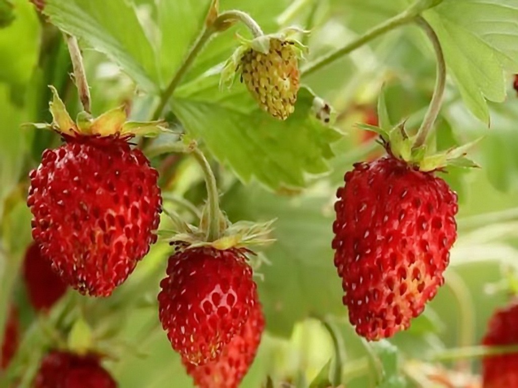 Земляника лесная